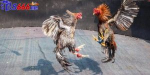 Đá Gà Chọi C3 S66